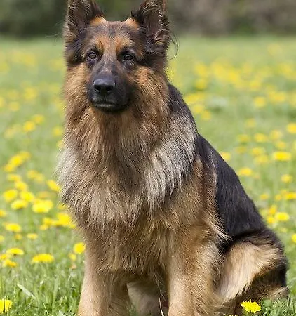 Sonnbergchalet Islitzer