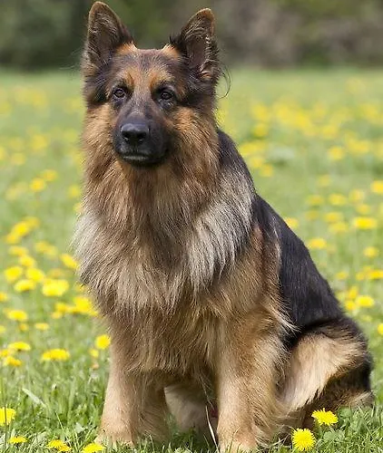 Sonnbergchalet Islitzer